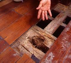 Непрошеные гости в деревянных строениях — жуки вредители